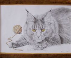 Кот породы мейн кун, бумага 20х30 см, карандаши, 2011...